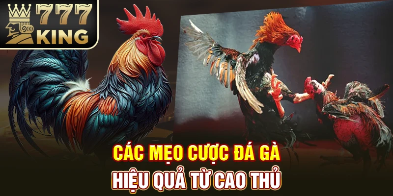 Các mẹo cược đá gà hiệu quả từ cao thủ